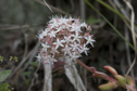 Sedum nussbaumerianum